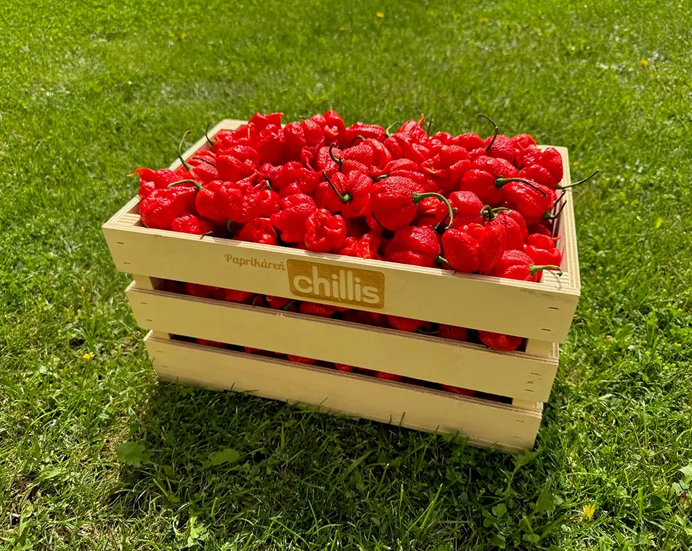 Carolina reaper red