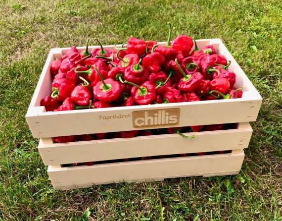 Jamaica hot red