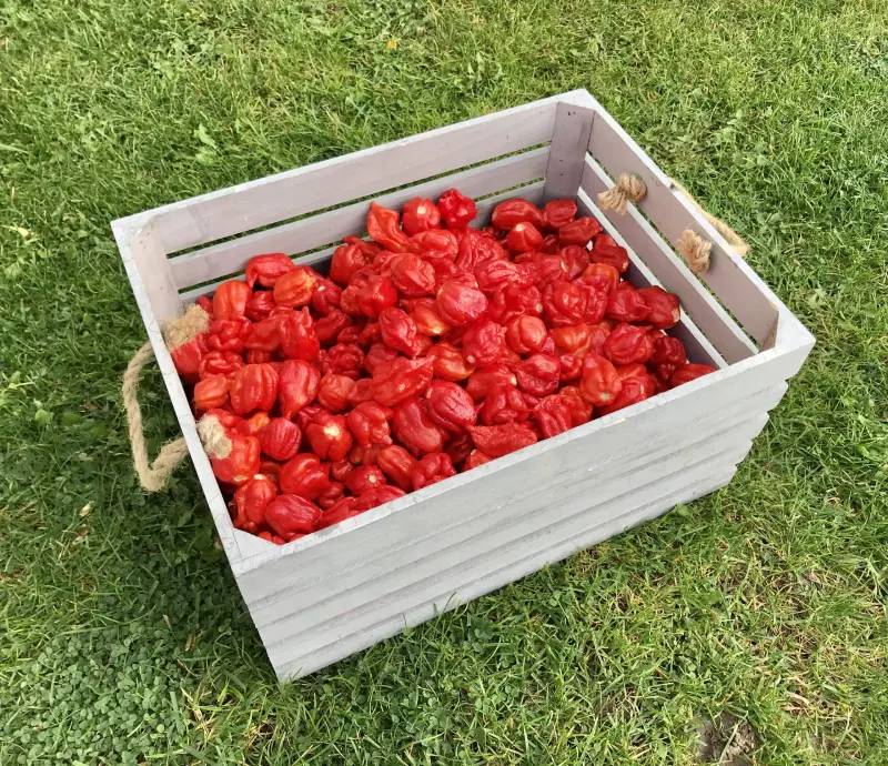 Trinidad Scorpion chilli papricka